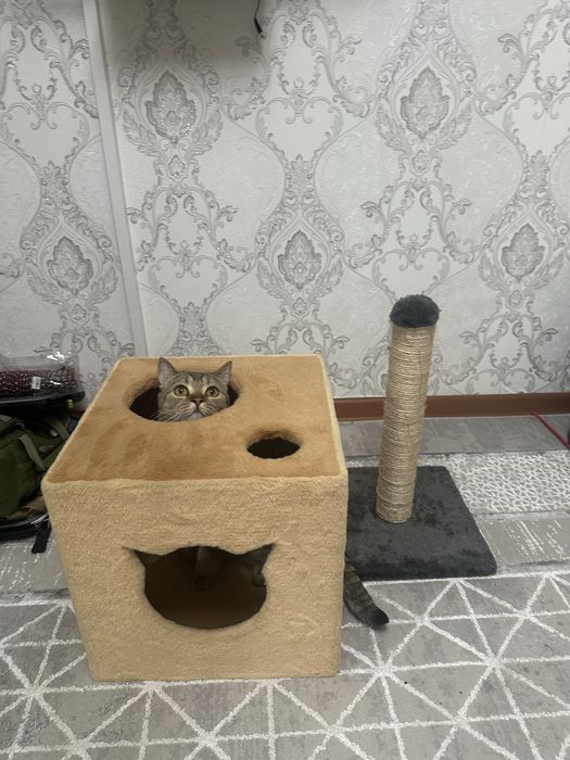 Кошкин дом когтедралка