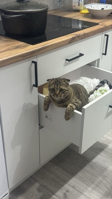 Пропал кот не пройдите  мимо