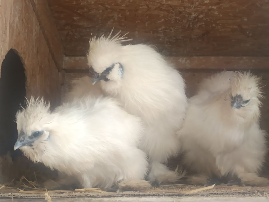 Oua incubat Mătase japoneza