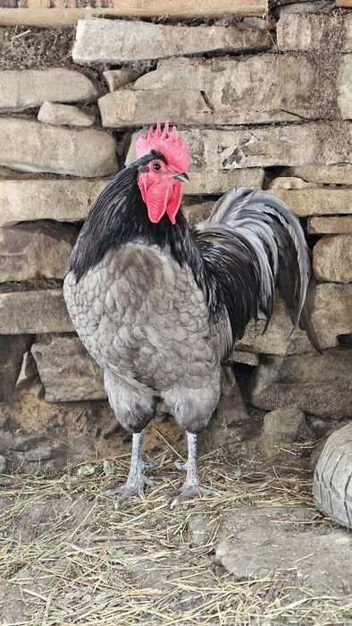 Ouă verzi de incubat