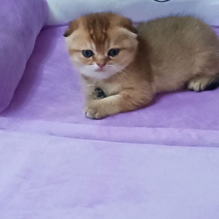 Золотая шиншилла, котенок мальчик Scottish Fold - 250 у.е.