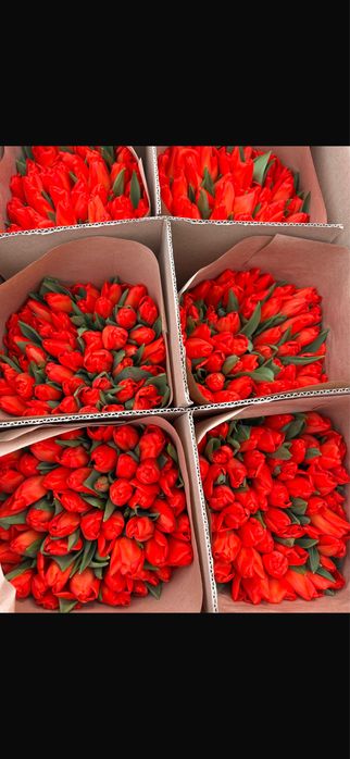 Тюльпаны по 690 премиум