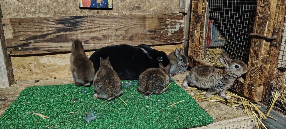 Vand iepuri Rex  Castor pitic/ albastru vienez