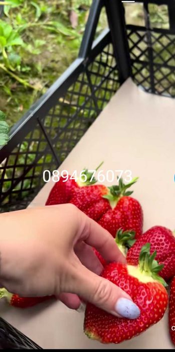 Продавам разсат ягоди