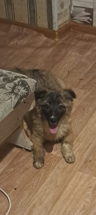 Щенки в добрые руки