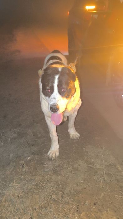 Алабай продается