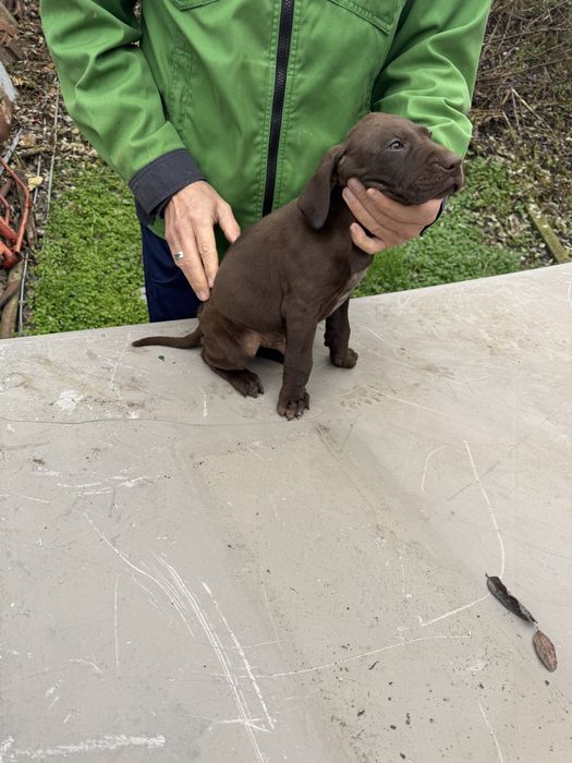 Продавам малки Курцхаарчета родени на 5.11.25г.на 58дни