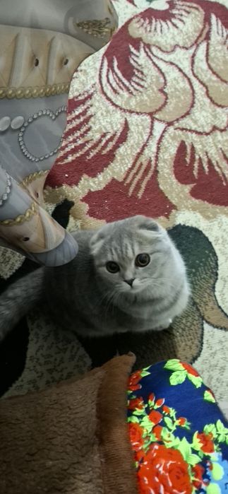 Scottish Fold mushugi sotiladi