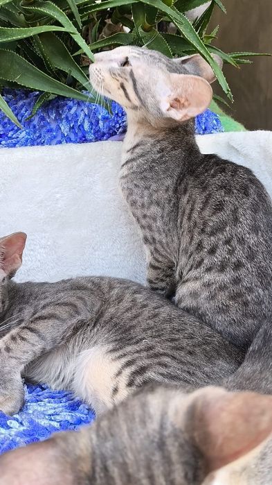 Очень Редкие ГОЛУБЫЕ ( леопардовые )  Ориенталы