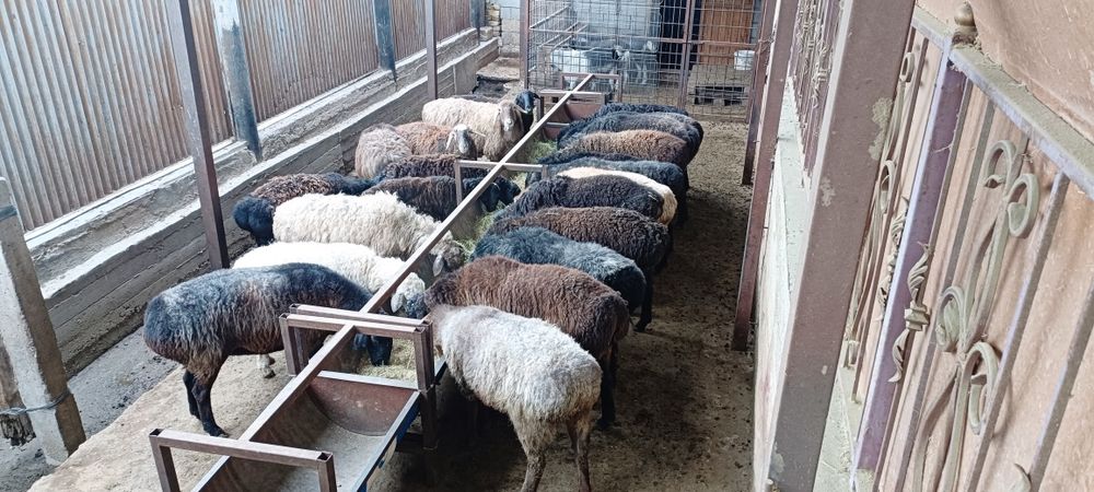 Семиз кой токты тусак кошкар