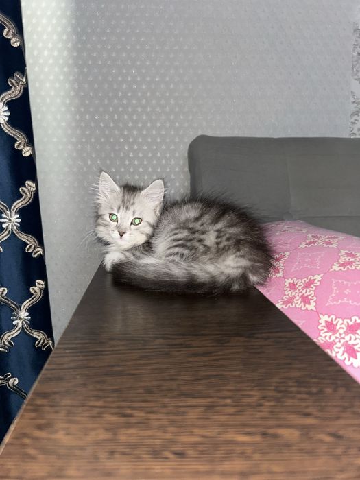 Продам котенка девочку