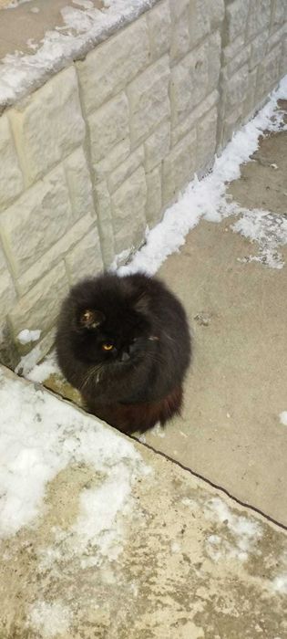 Кошка в добрые руки