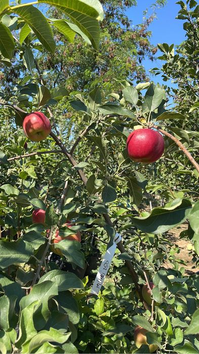 Pomi fructiferi la ghiveci