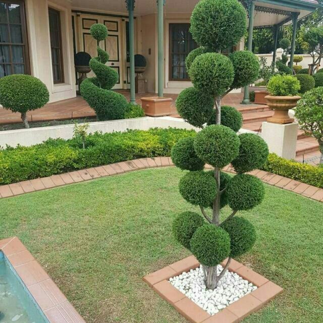 Archa keshish va dorlash dekrativni daraxtlar