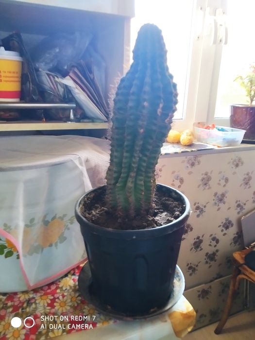 Кактус на горшке