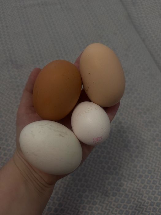 Домашние яйца от собсвенных курей