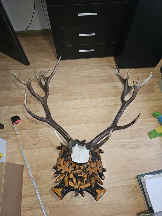 REDUCERE Trofeu coarne cerb 8 raze 135 cm cu panoplie sculptată manual