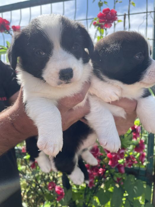 Вельш корги кардиган