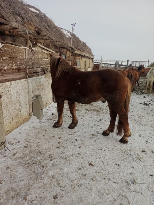 Лошадь (Жеребец)