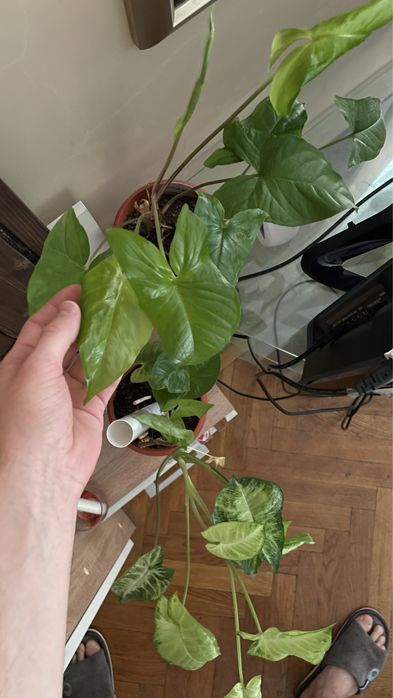 Растения 3 горшка