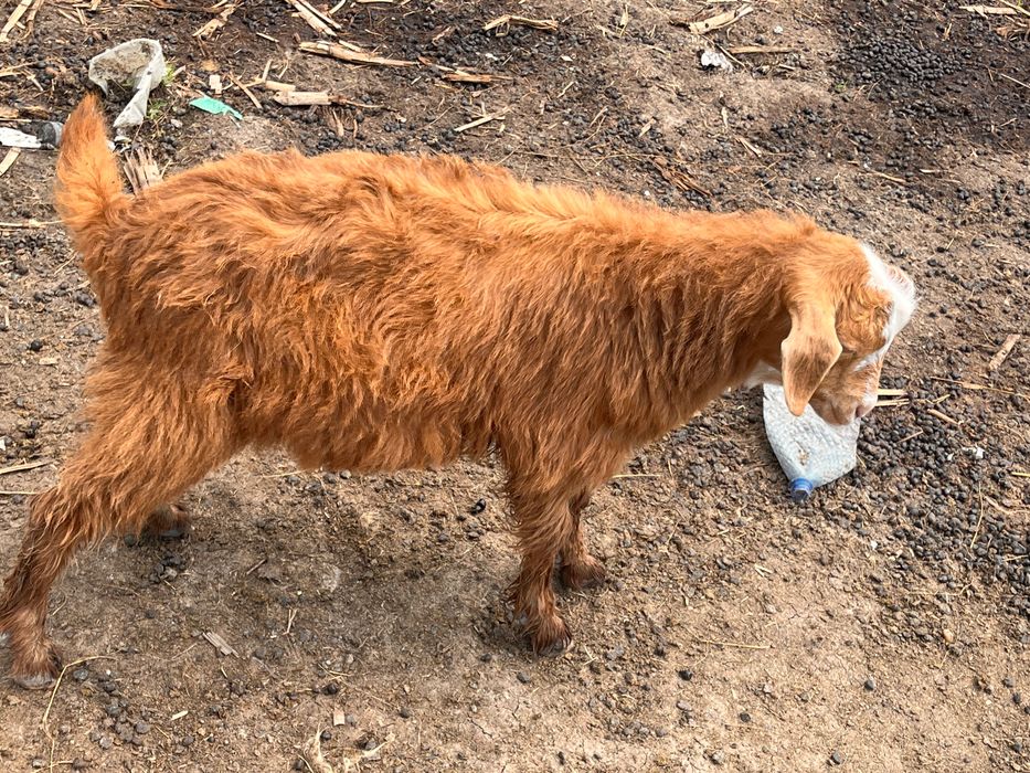 Vând iezi 10-15 kg