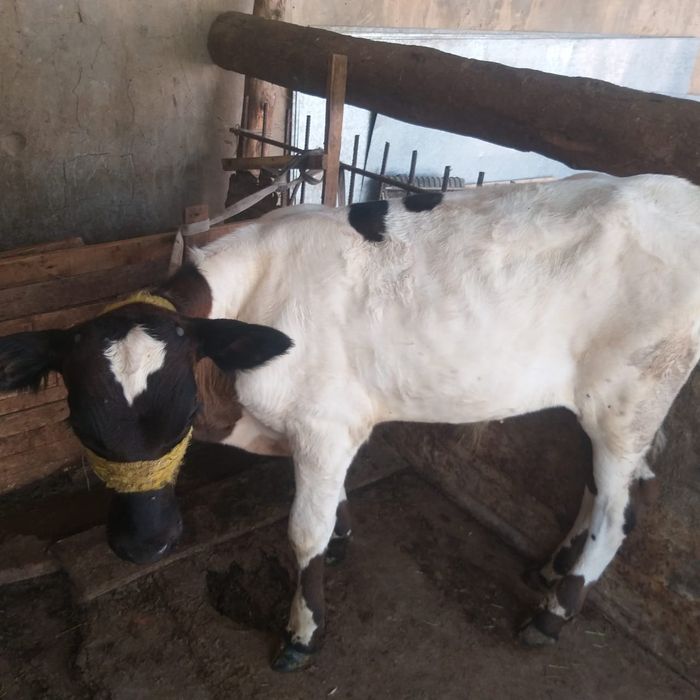 Бұзаулы сыйыр сатылады.