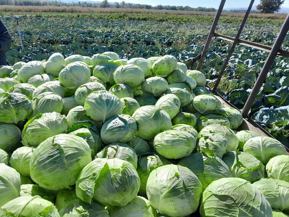 Vand varza de toamna