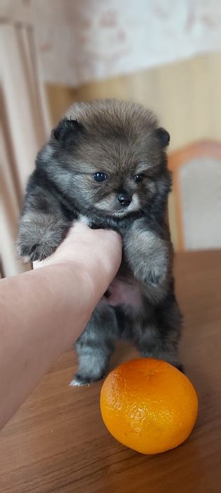 Шпицы мальчики и девочки