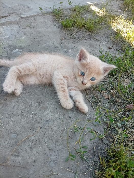 Отдам котенка!!!