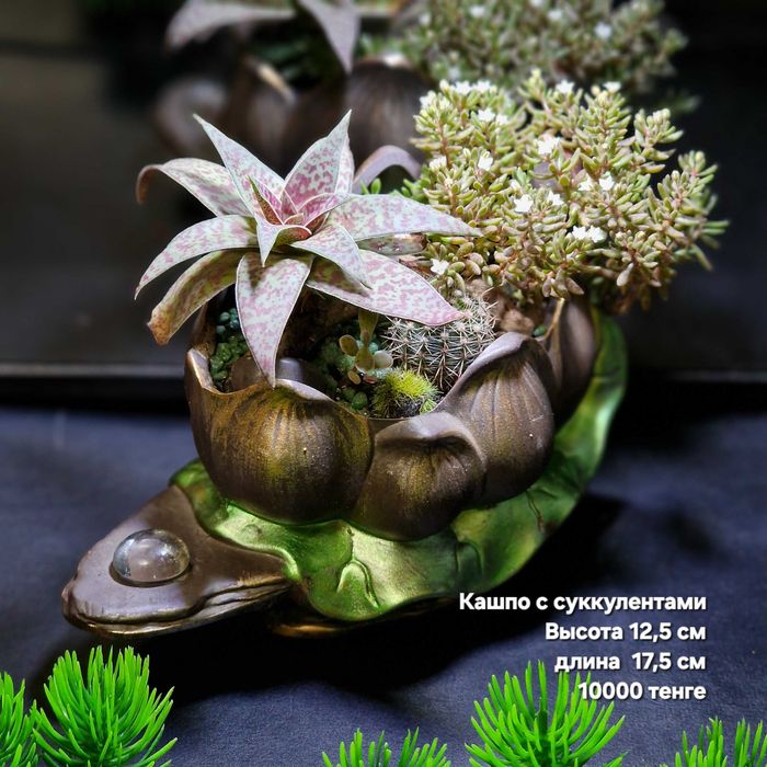 Суккуленты, флорариумы, композиции