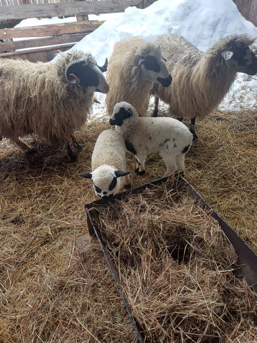 Vând 3 oi cu 3 miele și un berbec