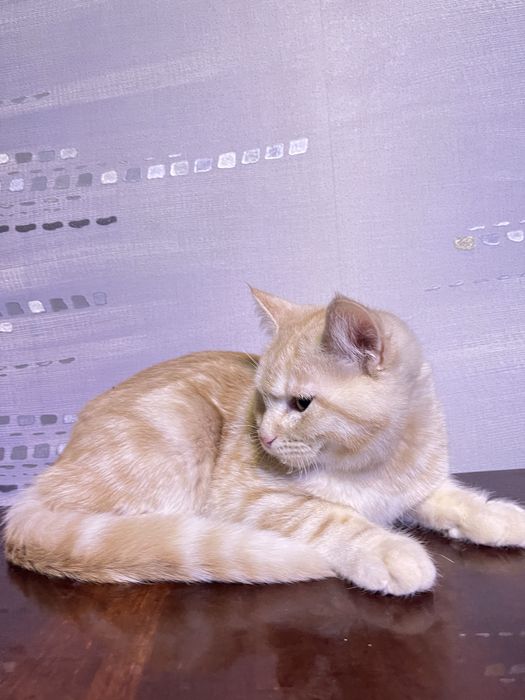 скоттиш страйт 5 месяцев