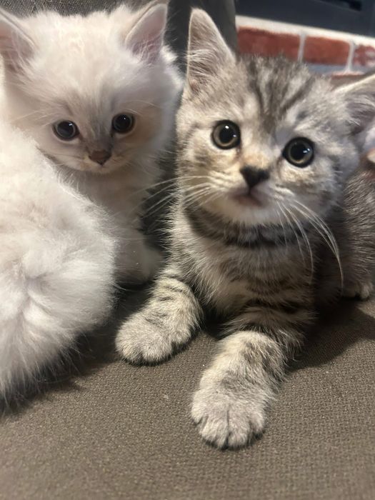 Британски котета