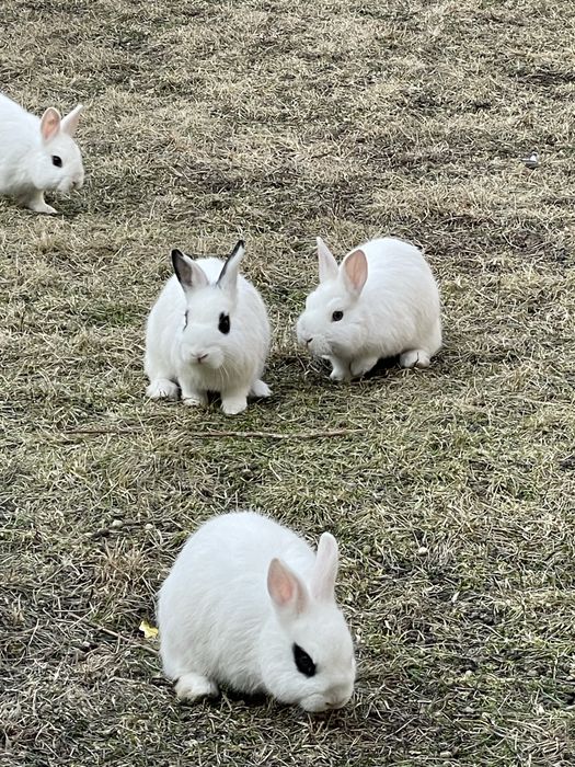 Zotli quyonlar sotiladi sogʻlom honaki juda chiroyli yosh quyonchalar