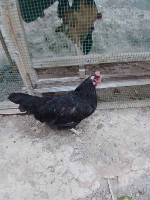 Tovuqlar sotiladi hammasi sog'lom yaxshi xolda narxlar insof bn quylgn
