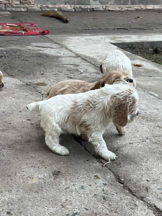 Англиский спаниель