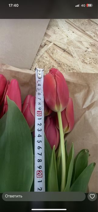 Тюльпаны оптом.