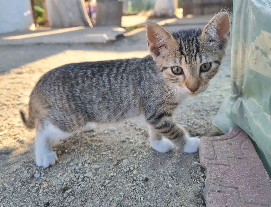 Dau spre adopție pui de pisica