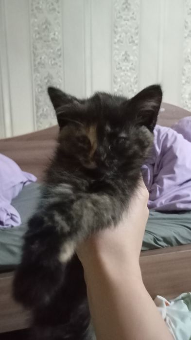 Котята в добрые и любящие руки  руки