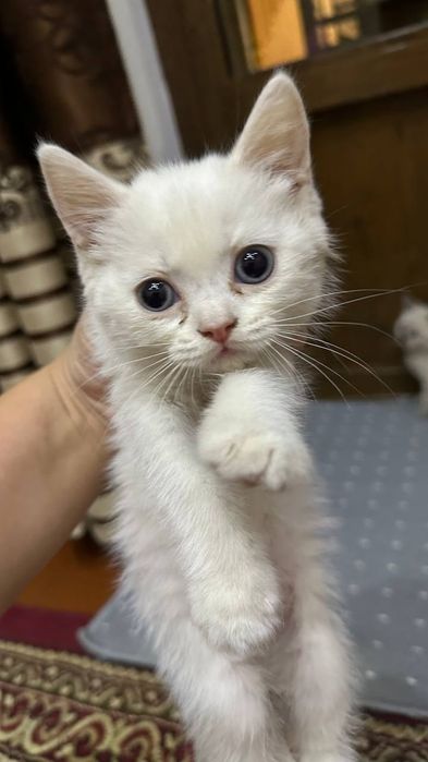 Котята продам срочно