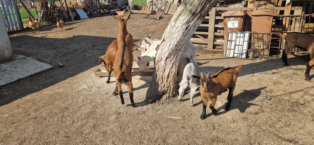 Vand iedute alpin francez