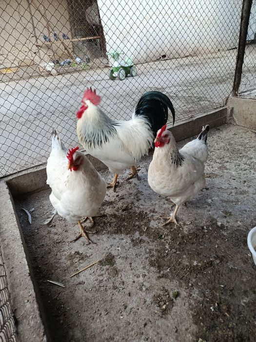 Продам курей Адлеры