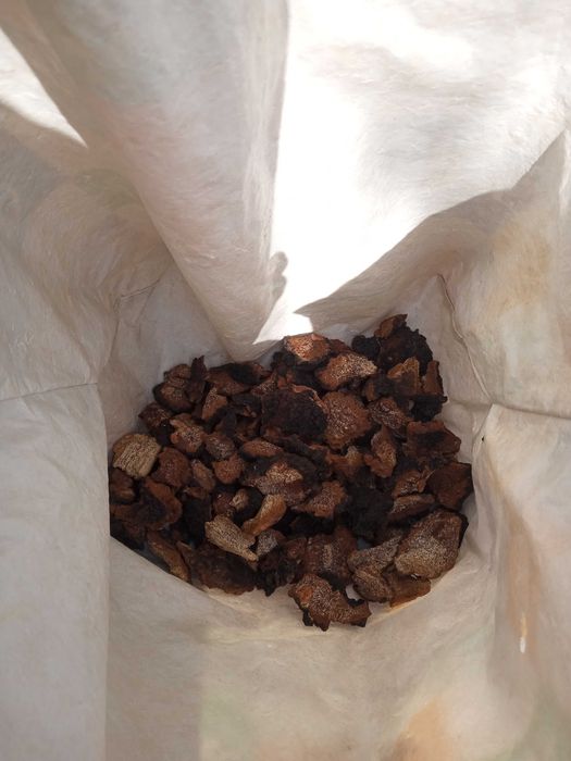 Ciuperca Chaga Inonotus Obliquus-diamantul padurii