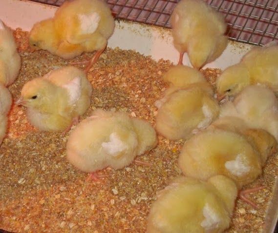 Суточные цыплята бройлера