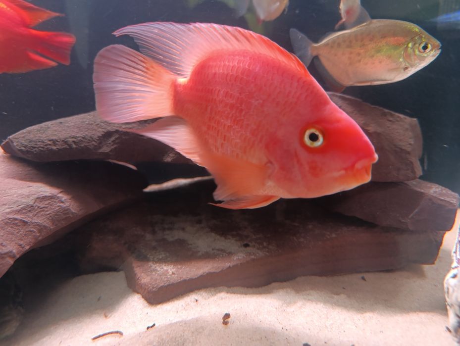 Продам рыбку красный папугай