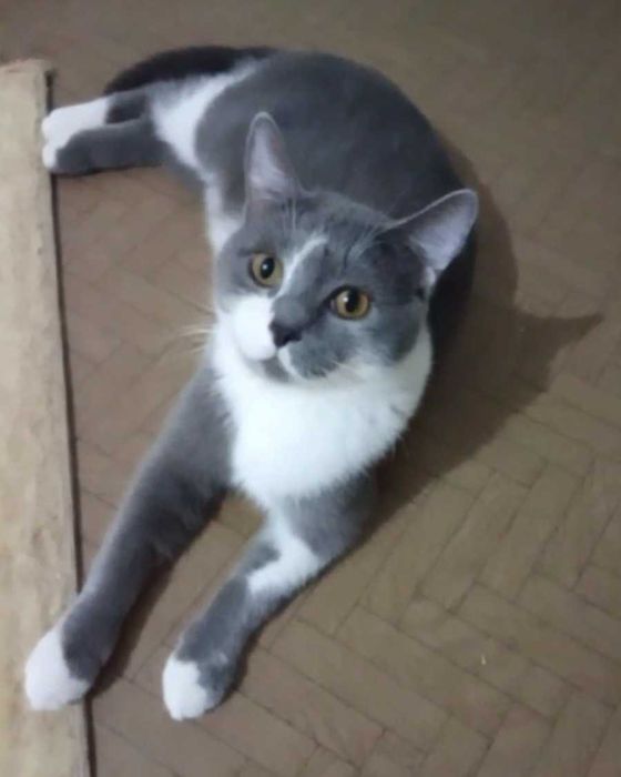 Ласковый котик ищет дом