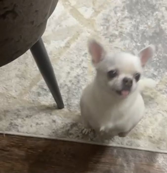 Отдам в хорошие  руки