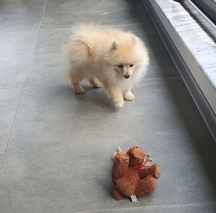 померан померански шпиц