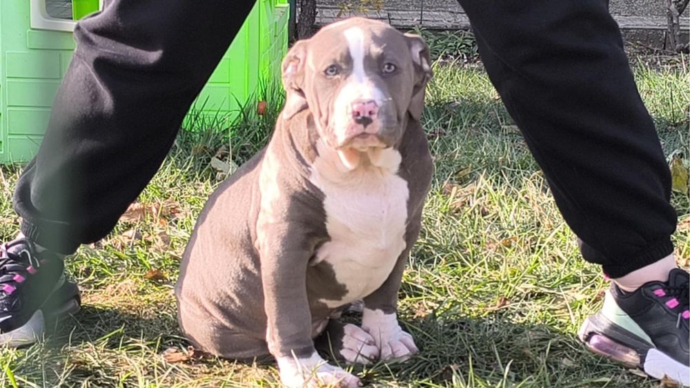 Американско Були Хл