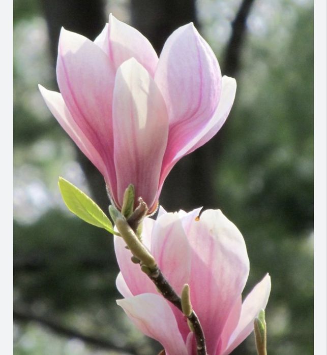 Магнолия карликовая 4 сорта